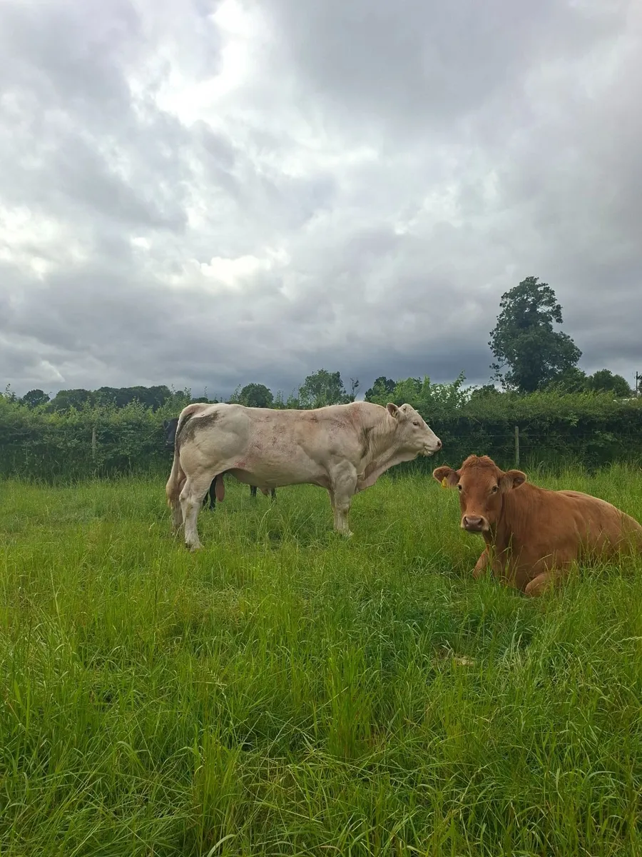 Charolais Bull - Image 4