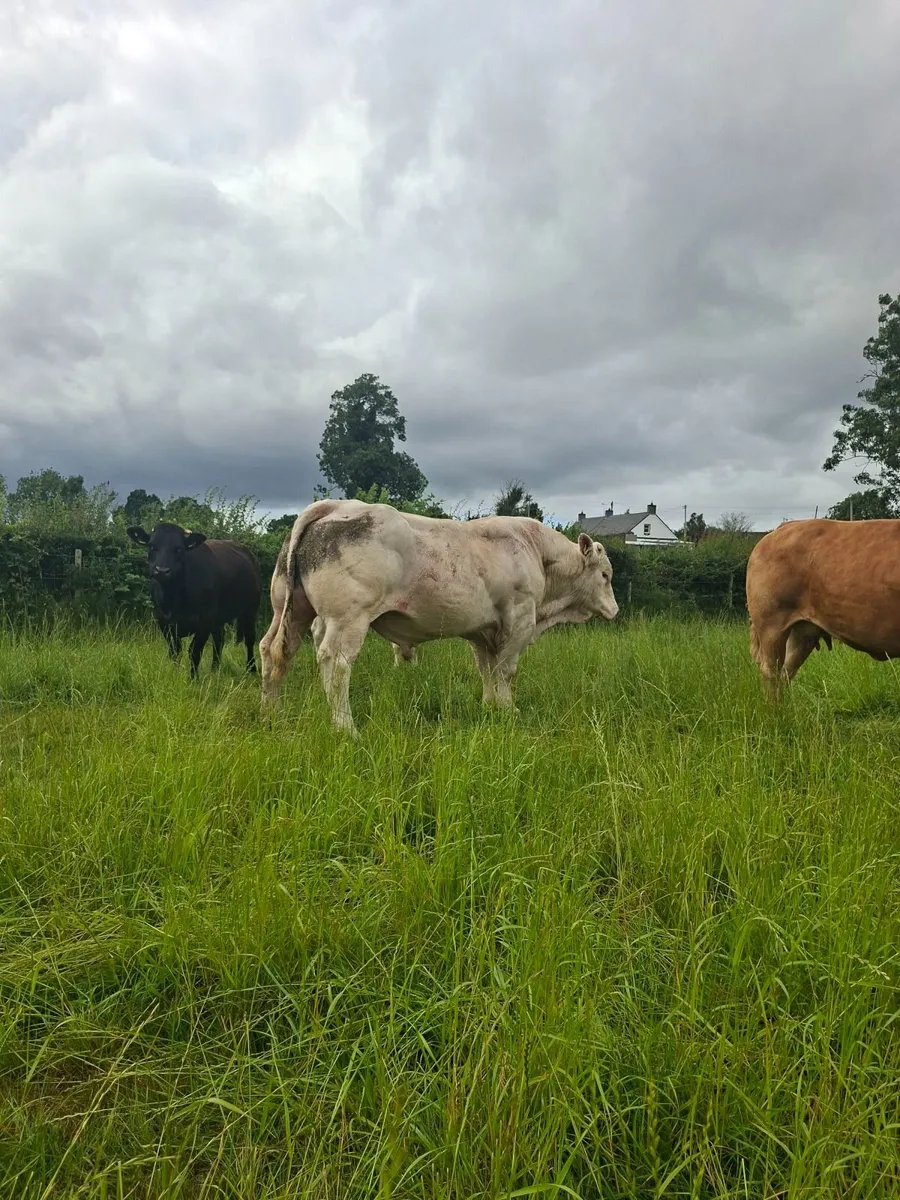 Charolais Bull - Image 3
