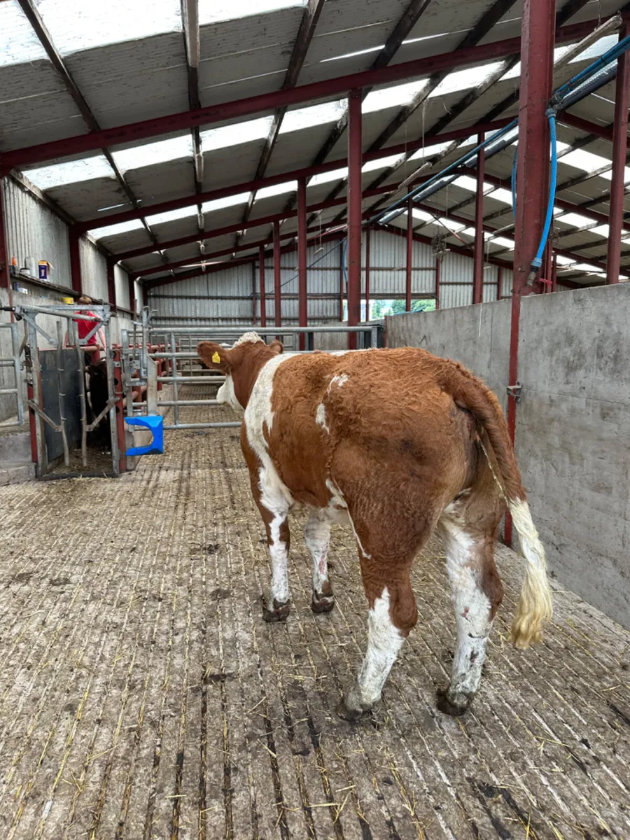 PBNR Simmental heifer - Image 4