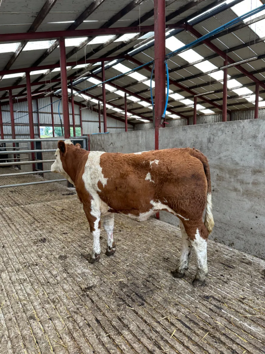 PBNR Simmental heifer - Image 2