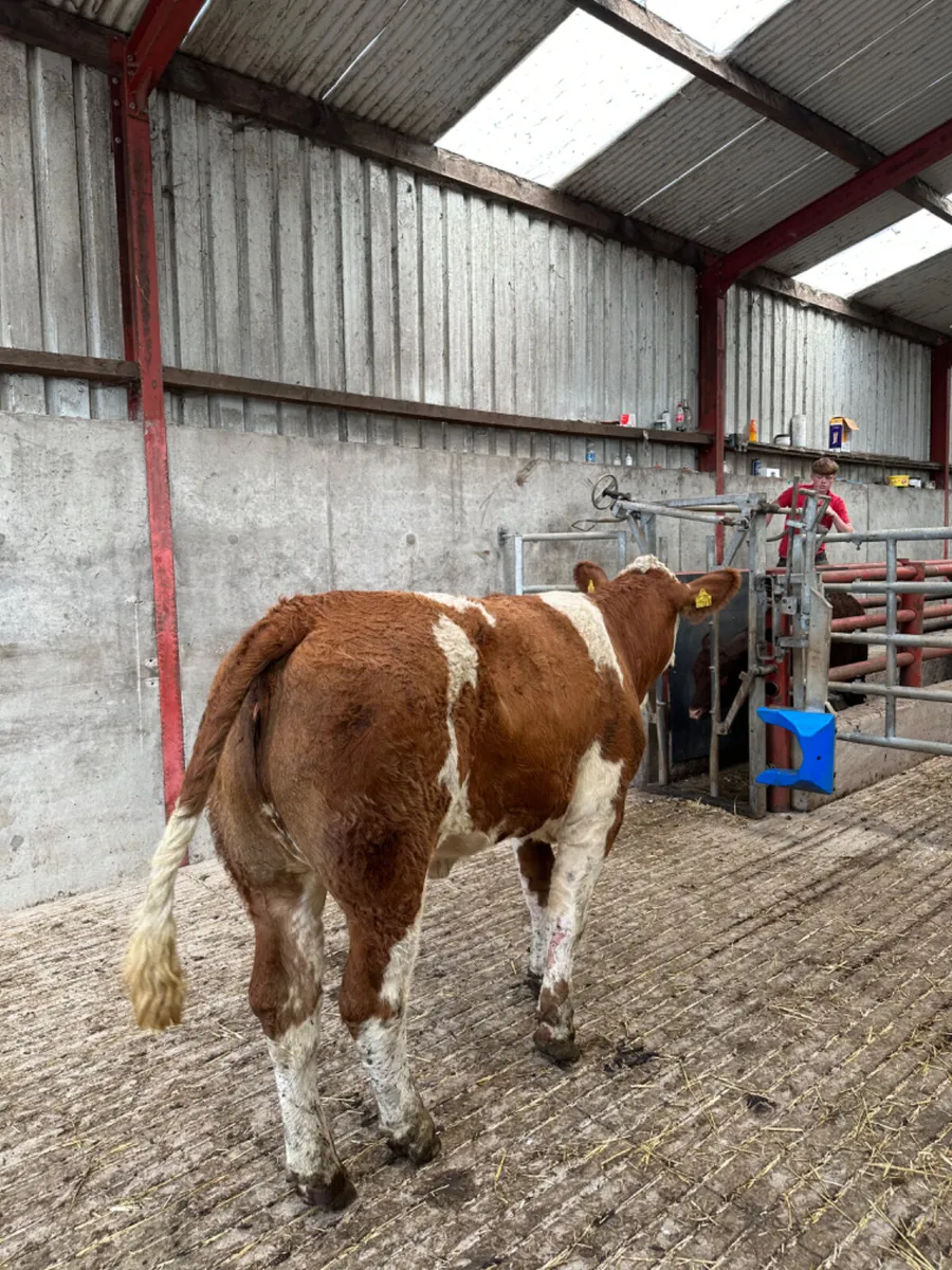 PBNR Simmental heifer - Image 3