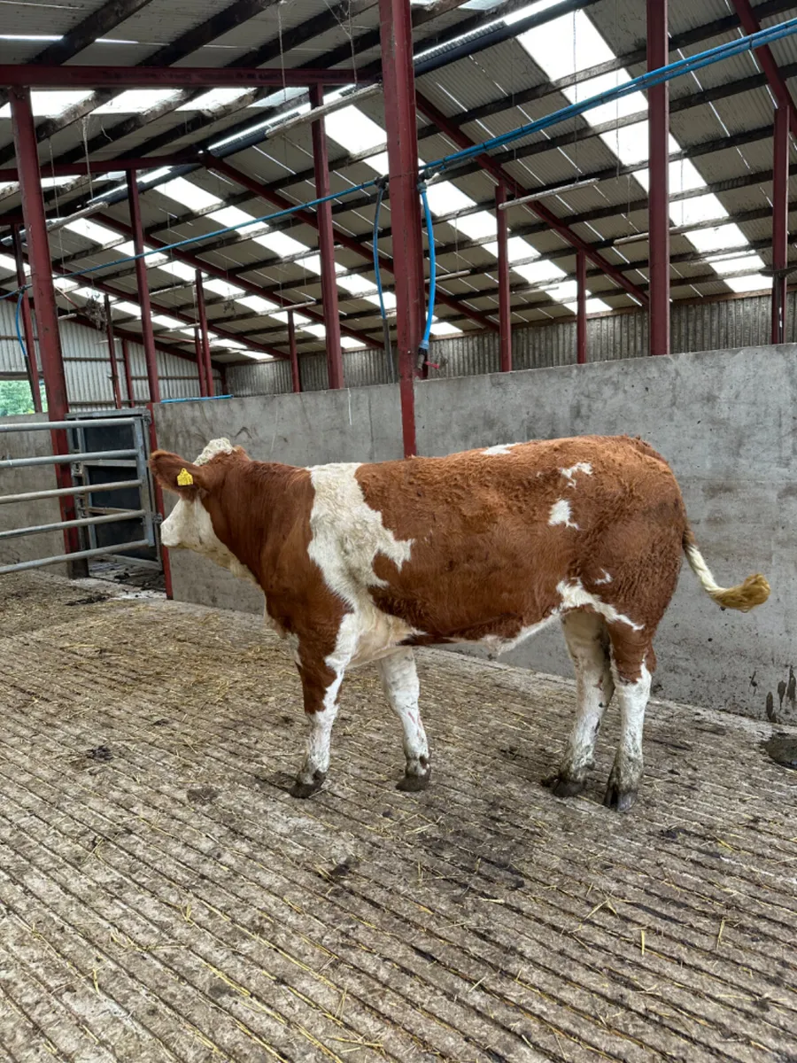 PBNR Simmental heifer - Image 1