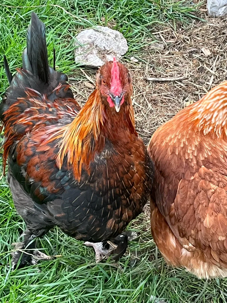 Rooster - Image 3