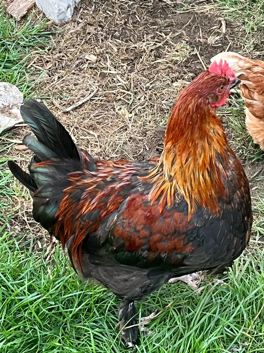 Rooster - Image 4
