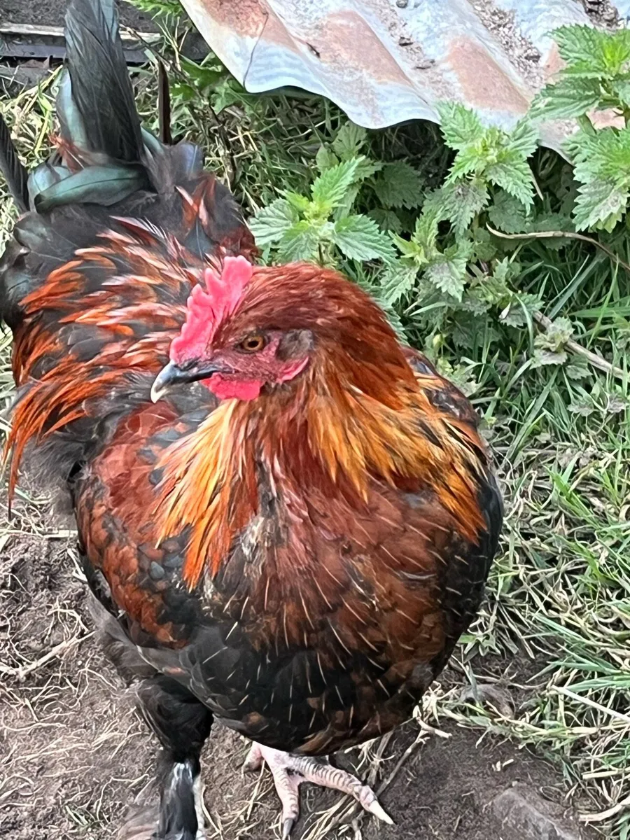 Rooster - Image 1
