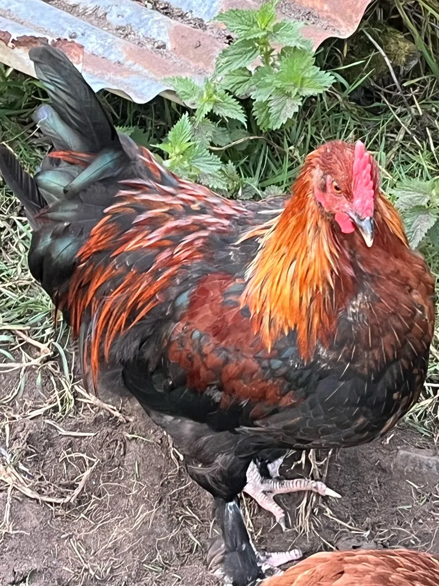 Rooster - Image 2