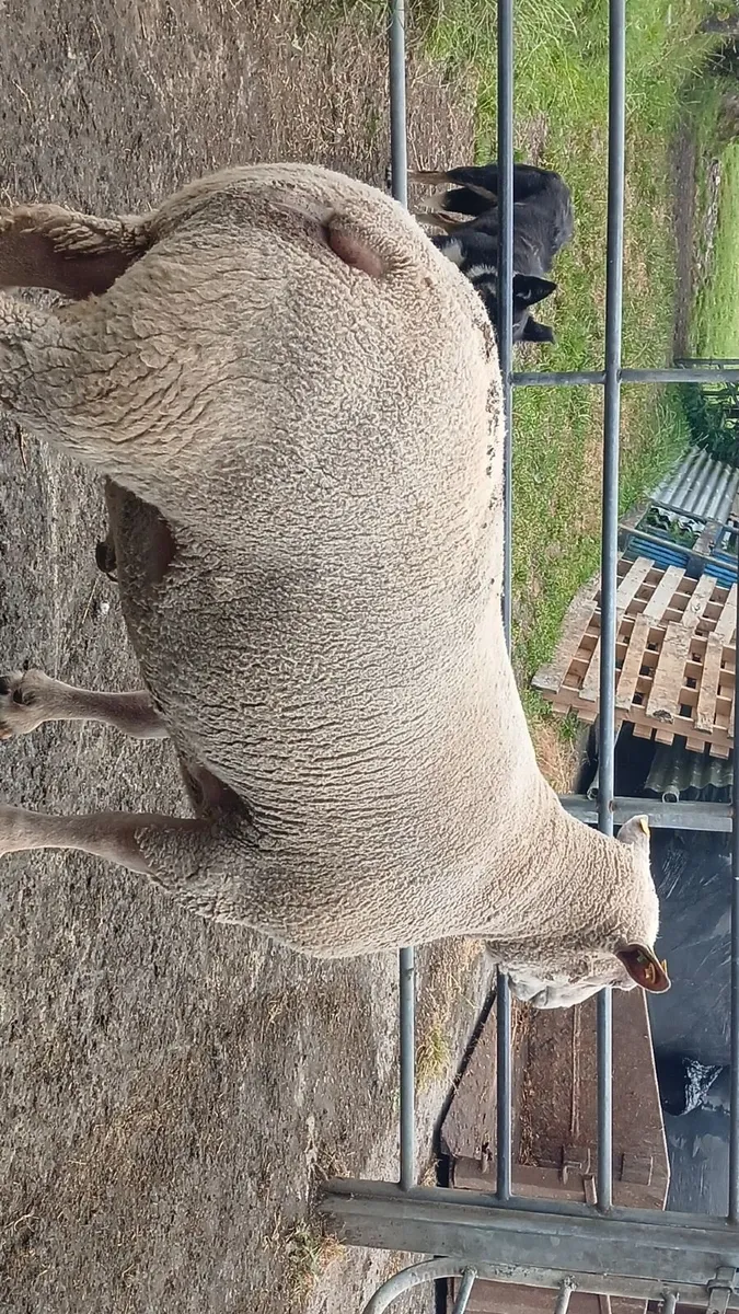 Ram - Image 3