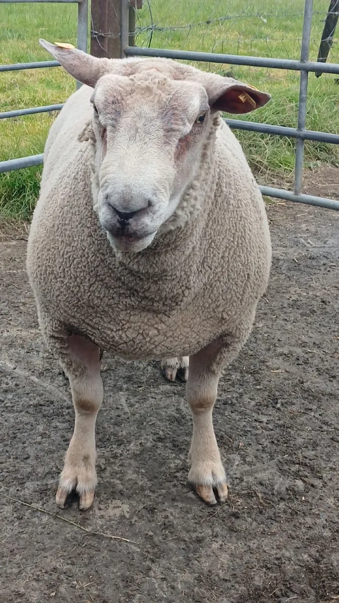 Ram - Image 4