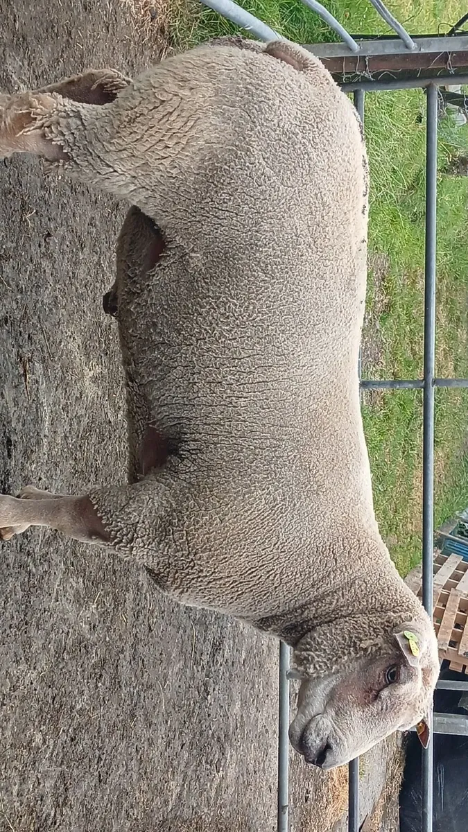 Ram - Image 2