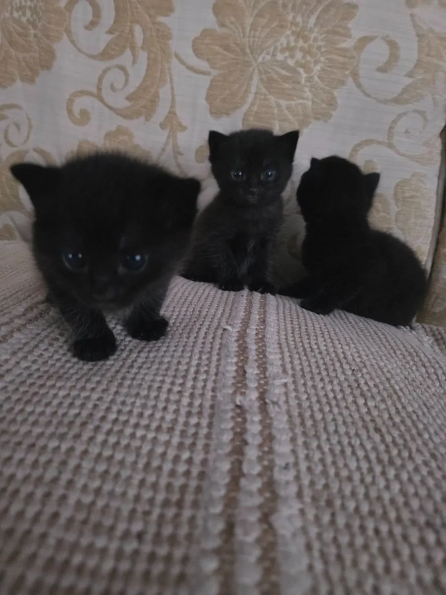 Black  kittens - Image 2