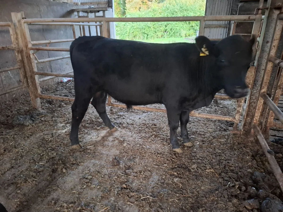 BULLS - Image 1