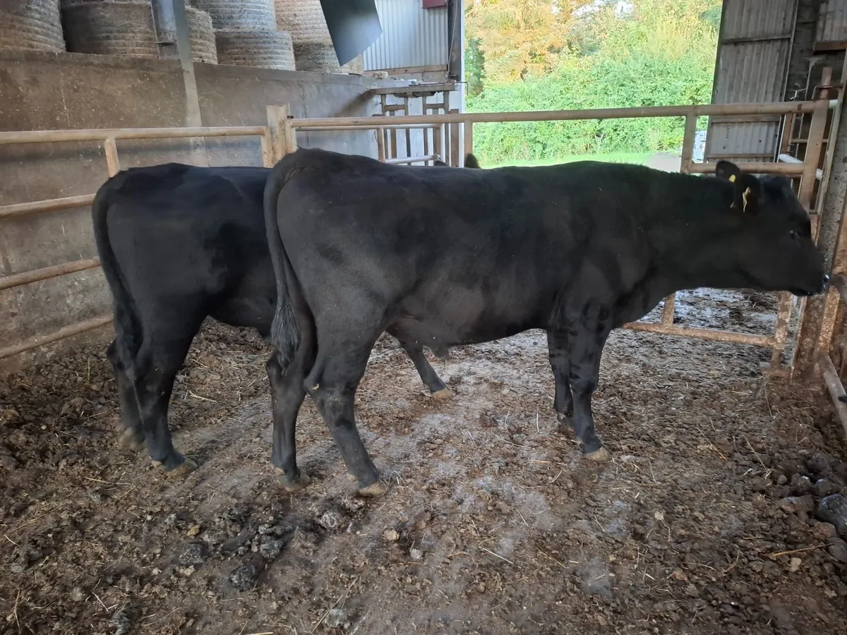 BULLS - Image 2