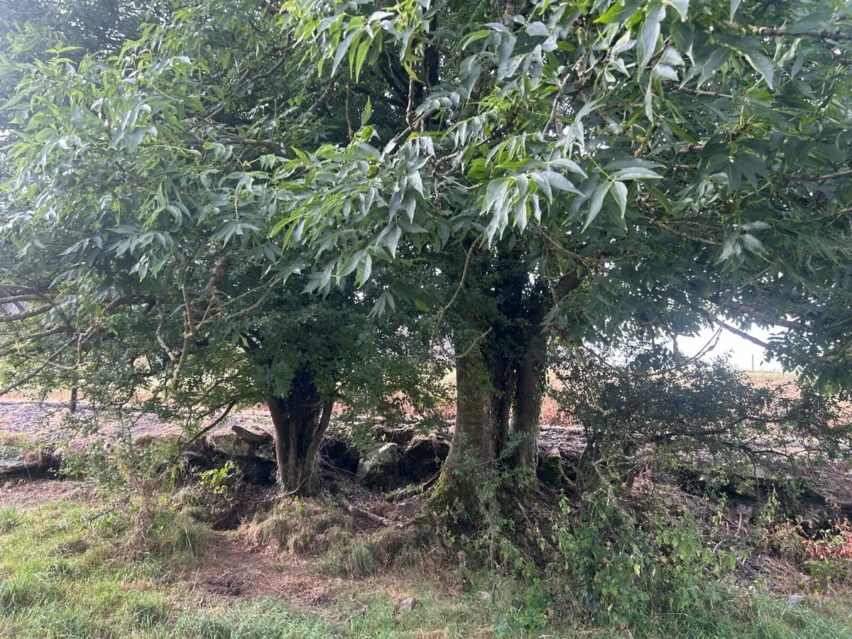 Ash and Sycamore Trees - Image 2