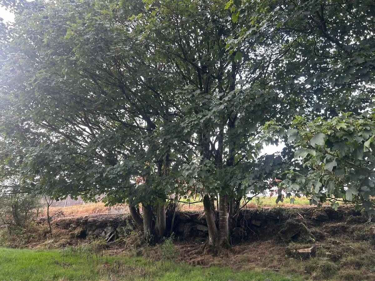 Ash and Sycamore Trees - Image 3