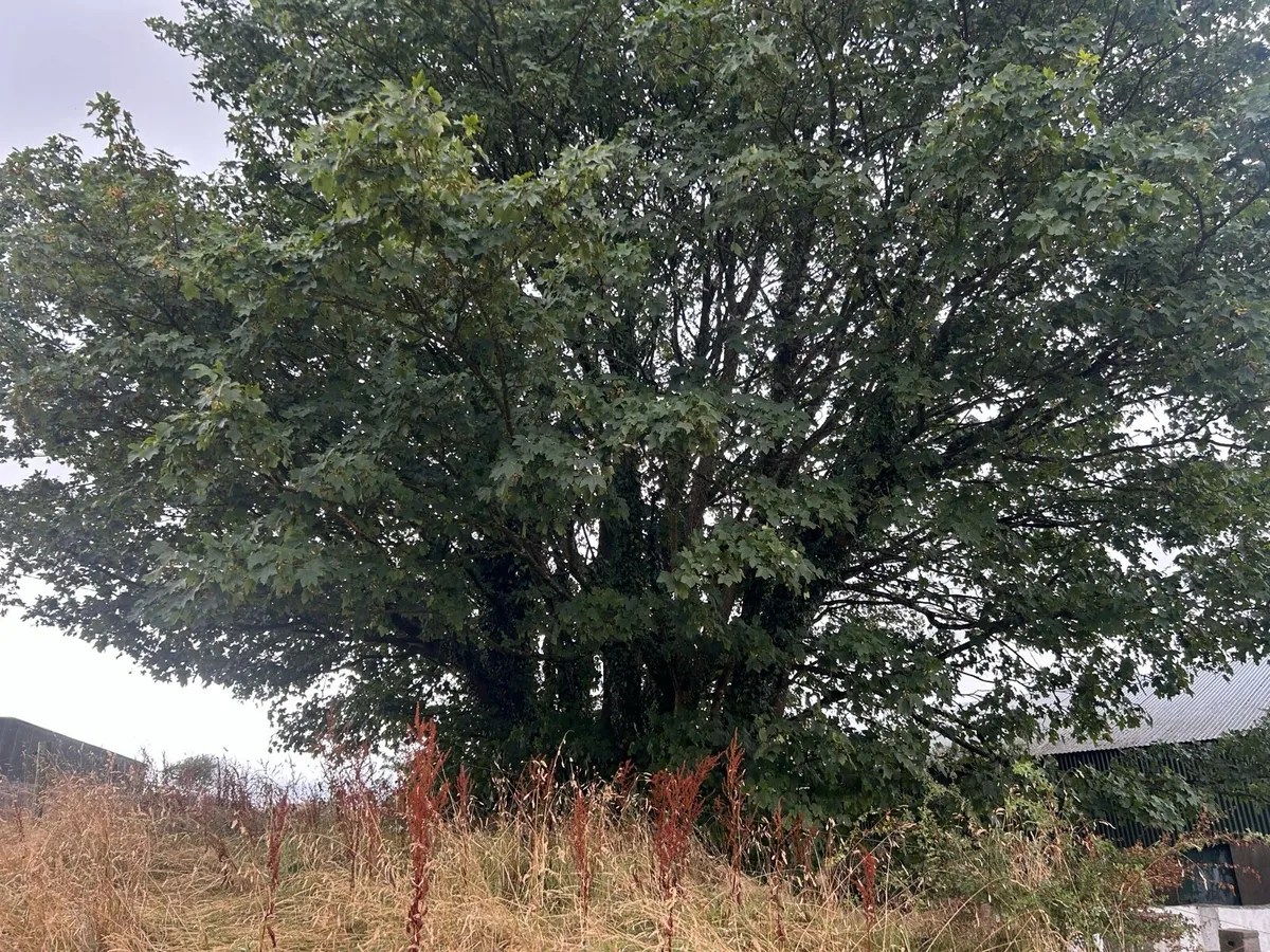 Ash and Sycamore Trees - Image 4