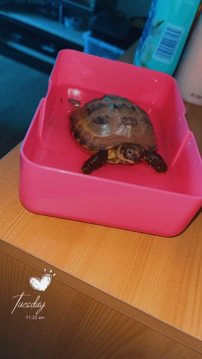 Beautiful Russian Tortoise - Image 1