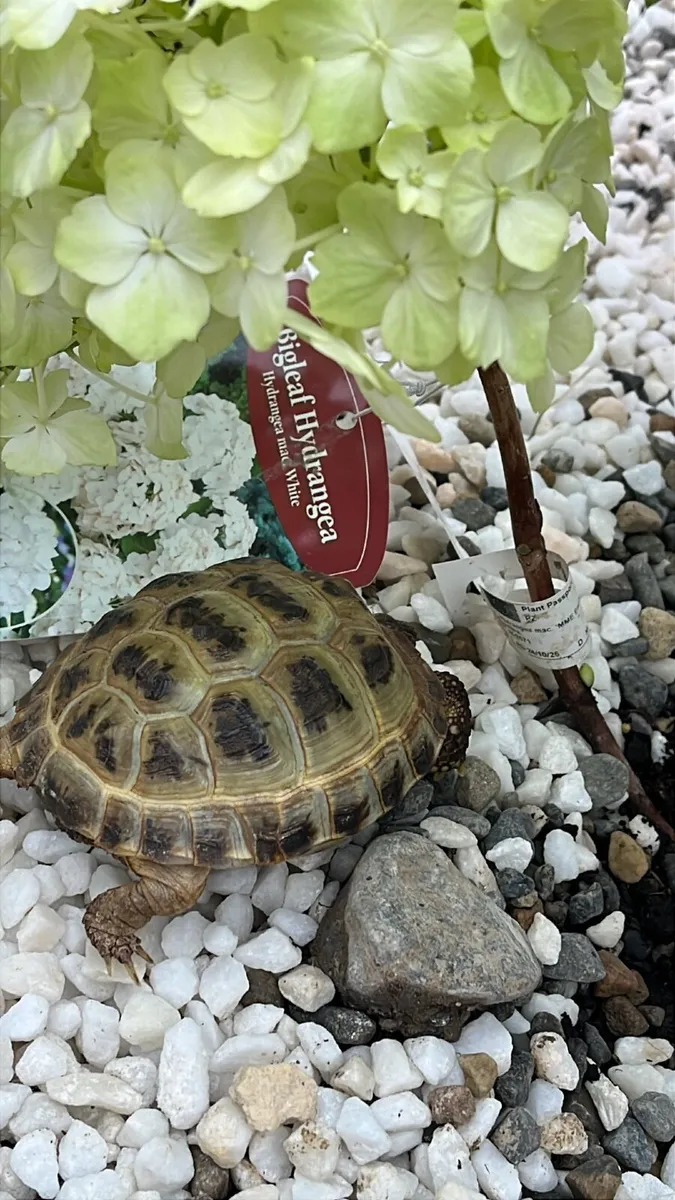 Beautiful Russian Tortoise - Image 2