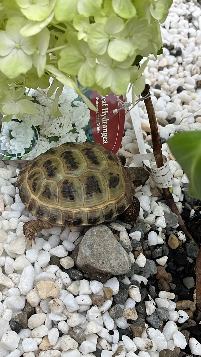 Beautiful Russian Tortoise - Image 3