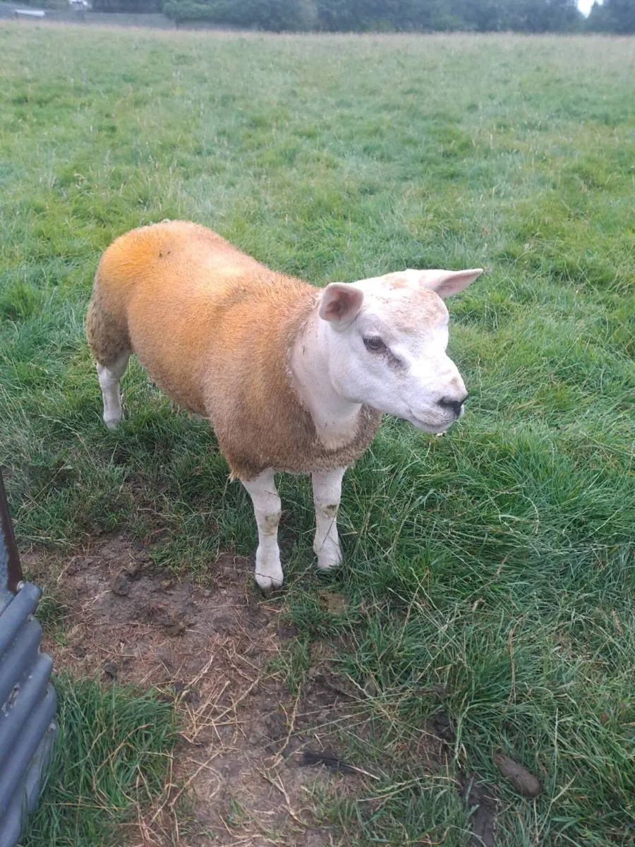 Pbnr Texel Ram lamb - Image 1
