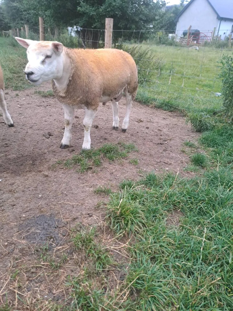 Pbnr Texel Ram lamb - Image 2