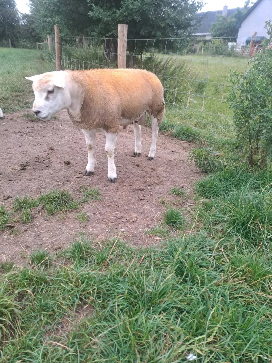 Pbnr Texel Ram lamb - Image 3