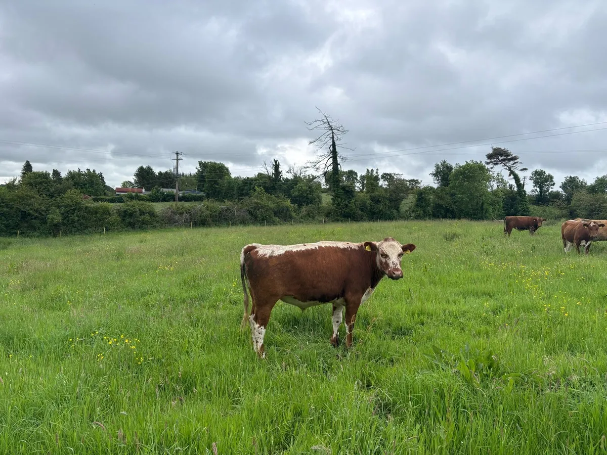 3 bullocks - Image 2