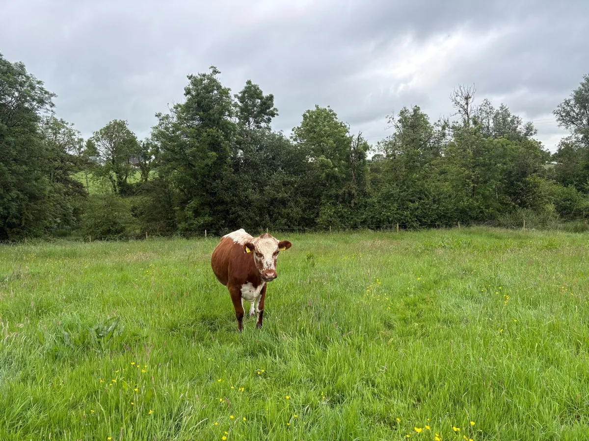 3 bullocks - Image 3