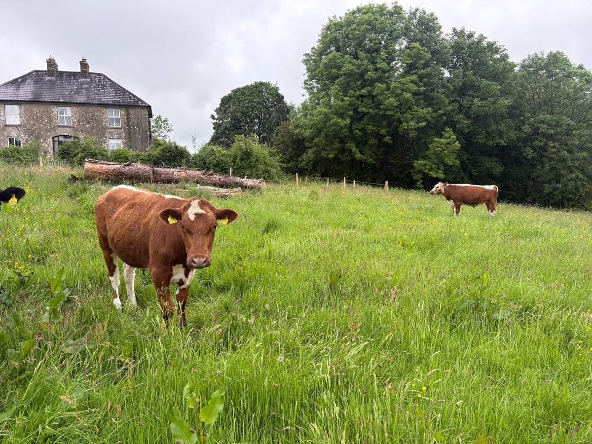 3 bullocks - Image 4