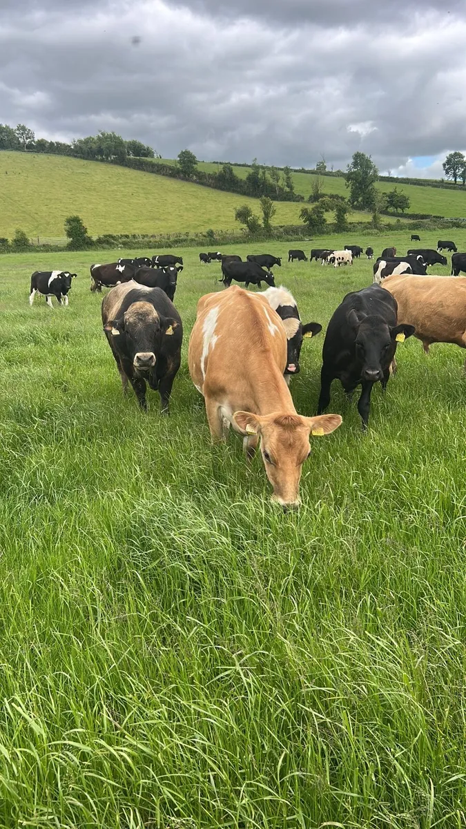 40 incalf heifers