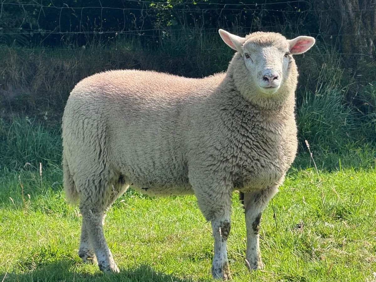 Texel lambs - Image 2