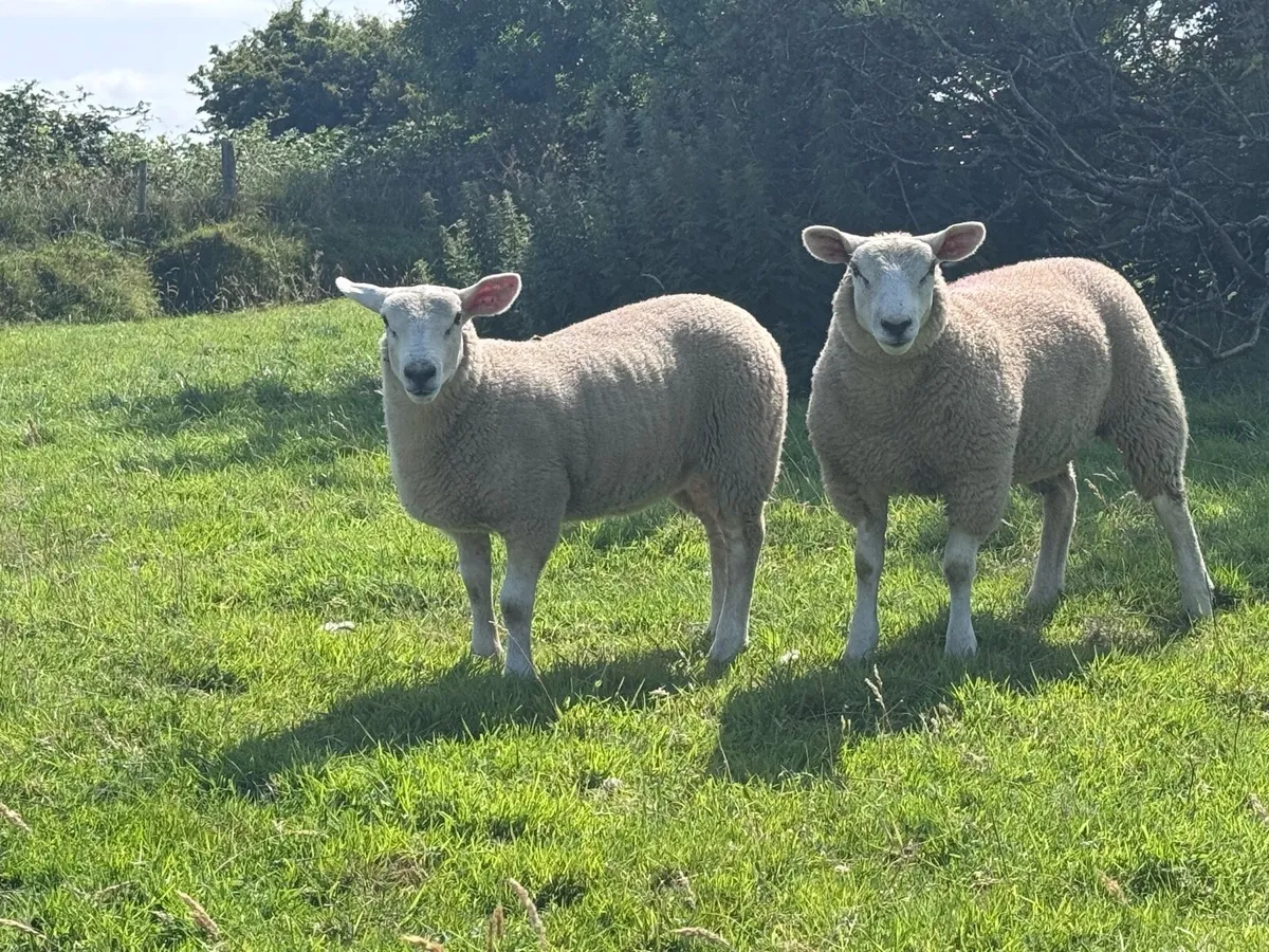 Texel lambs - Image 3