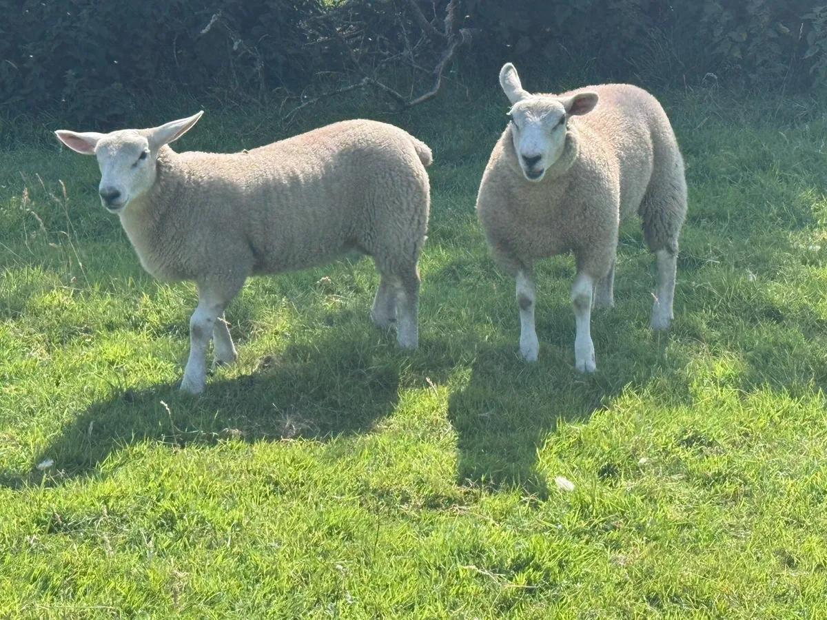 Texel lambs - Image 4