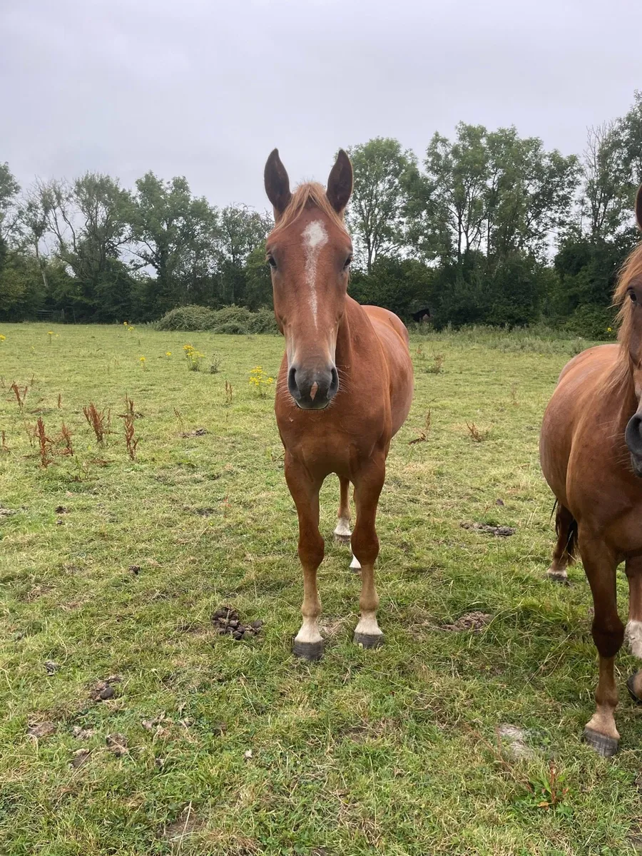 3 yr Rid  X Gelding - Image 1