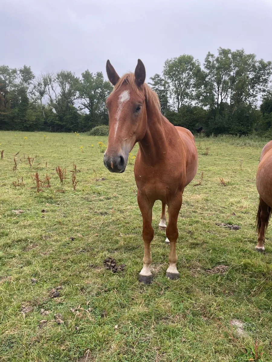3 yr Rid  X Gelding - Image 2