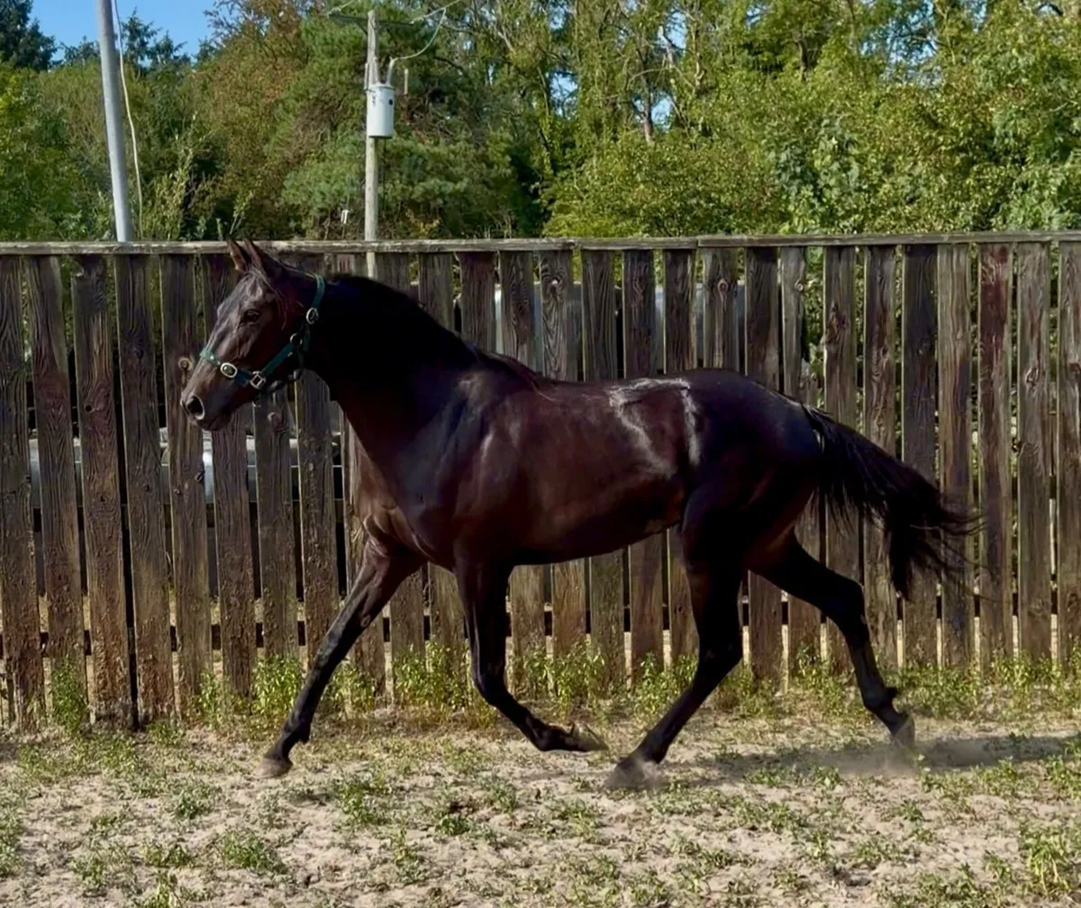 3yo Filly by Order of St. George - Image 2