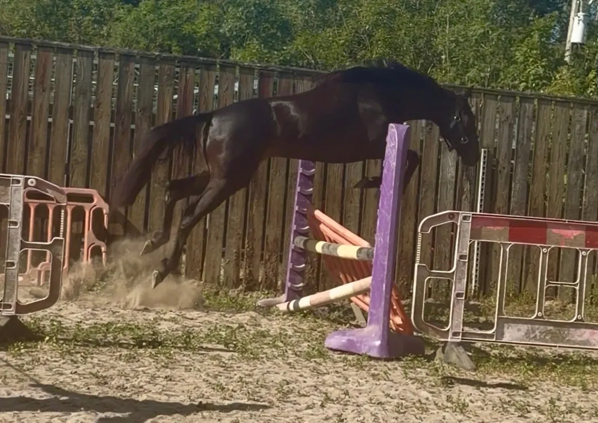 3yo Filly by Order of St. George - Image 4