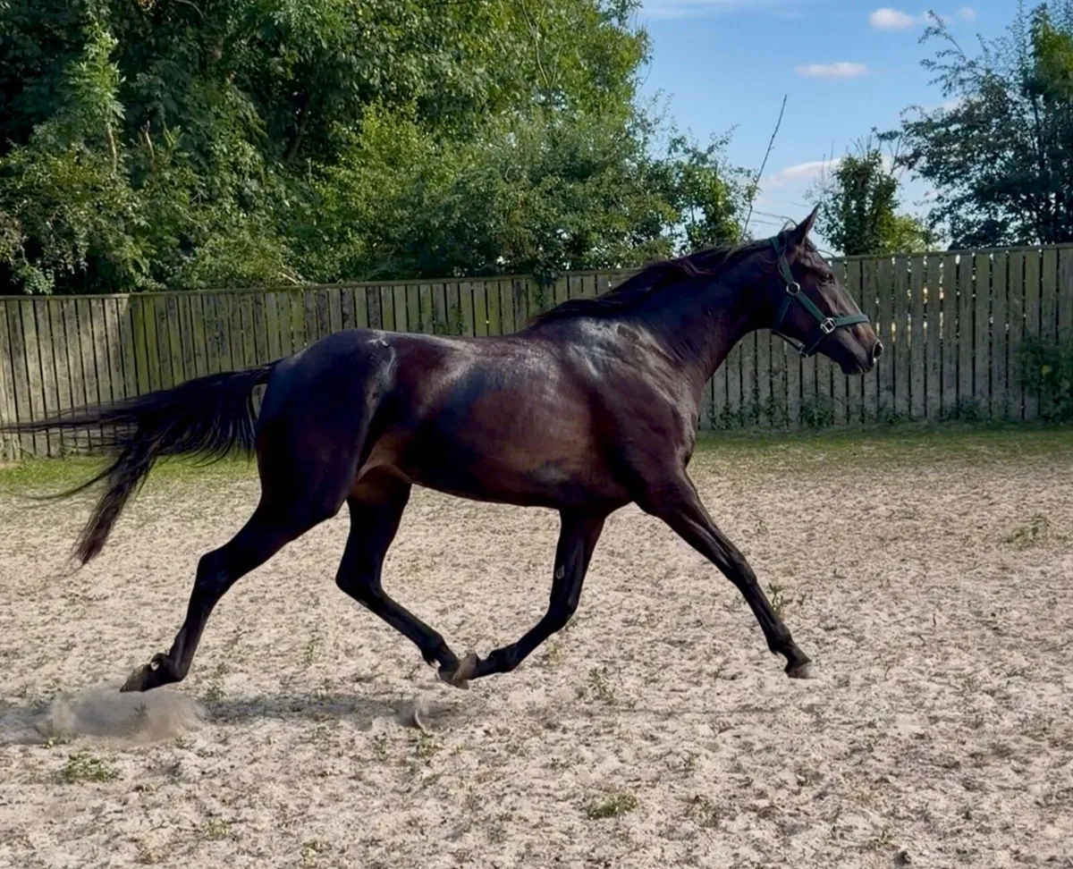 3yo Filly by Order of St. George - Image 1