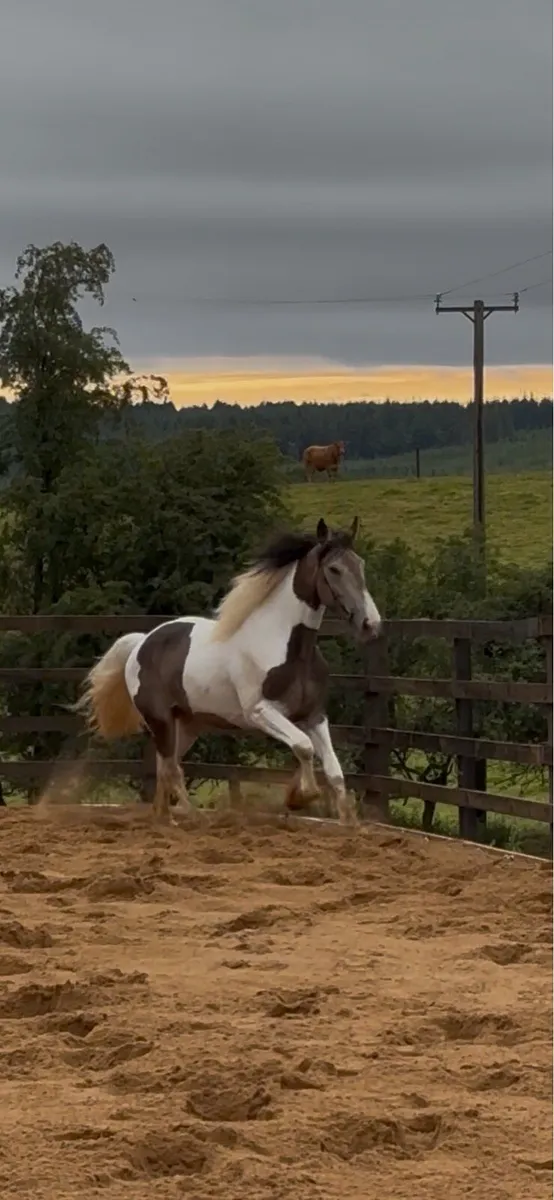 Horse - Image 1