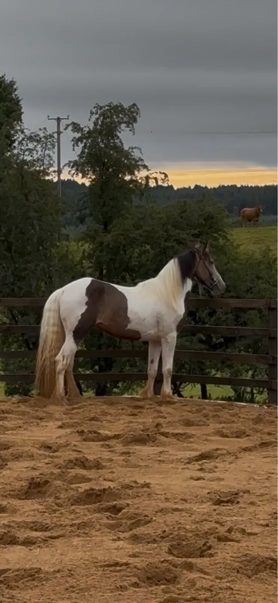 Horse - Image 2