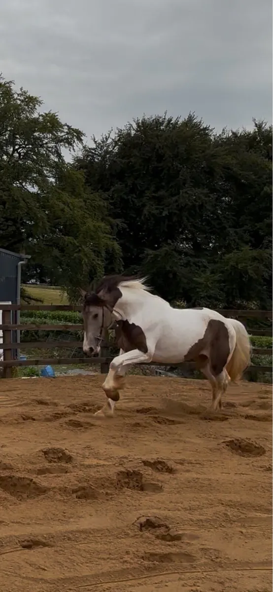 Horse - Image 3