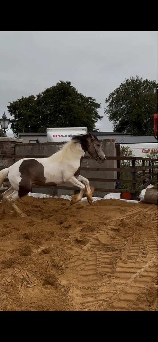Horse - Image 4