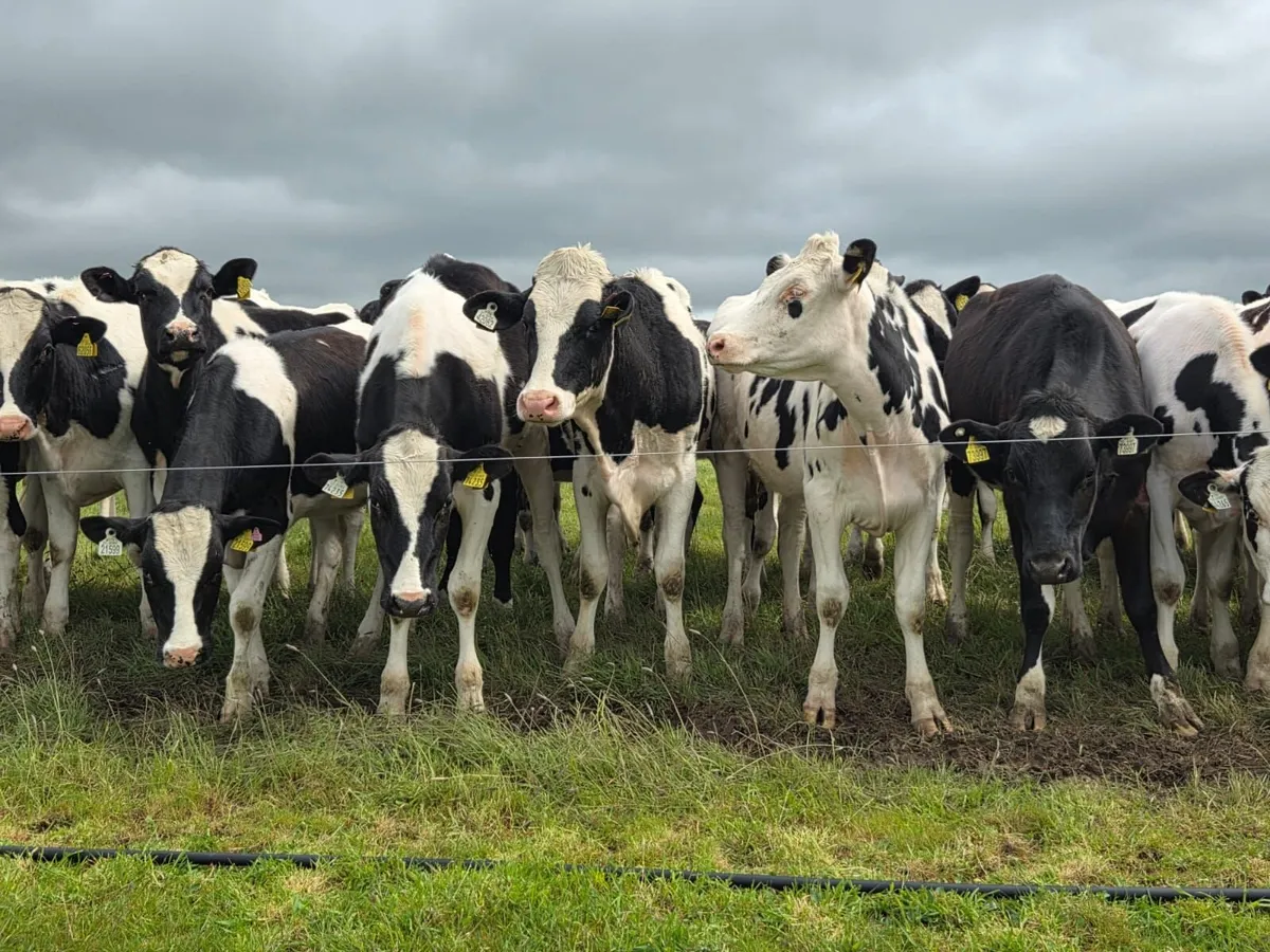 Pedigree Spring and Autumn calving heifers - Image 1
