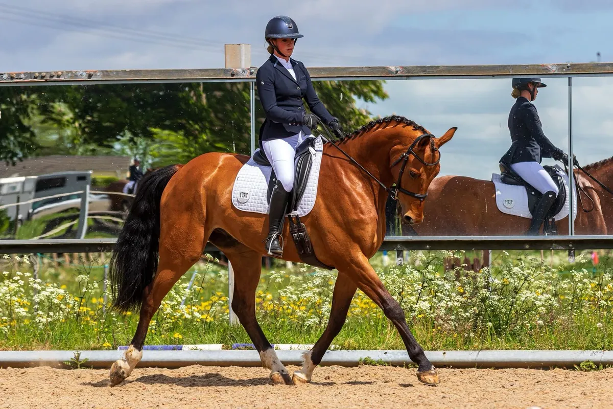 Top Quality Sport Horse - Image 1