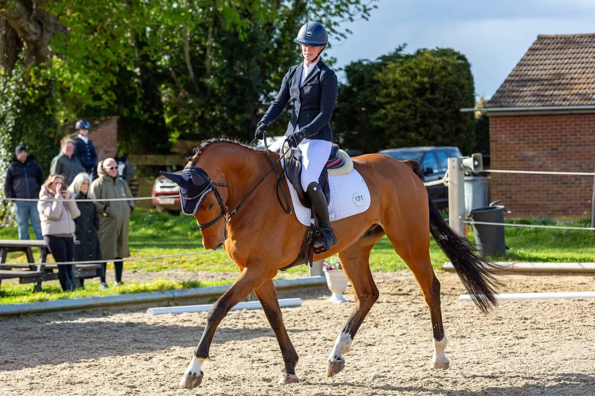Top Quality Sport Horse - Image 3