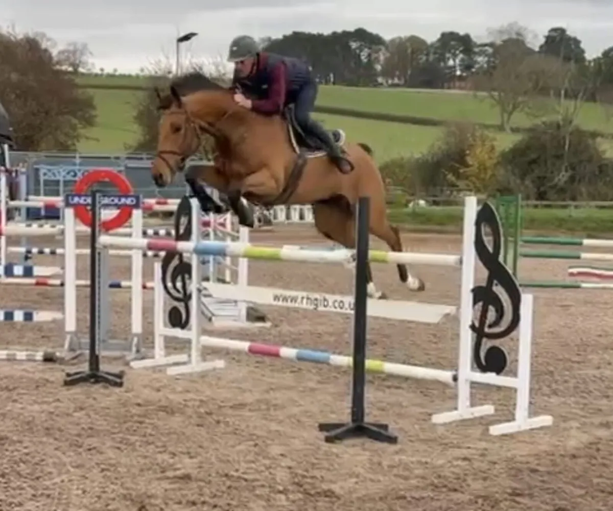 Top Quality Sport Horse - Image 4
