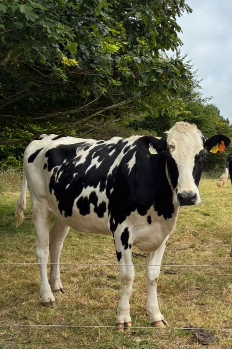 Pedigree Spring and Autumn calving heifers - Image 2