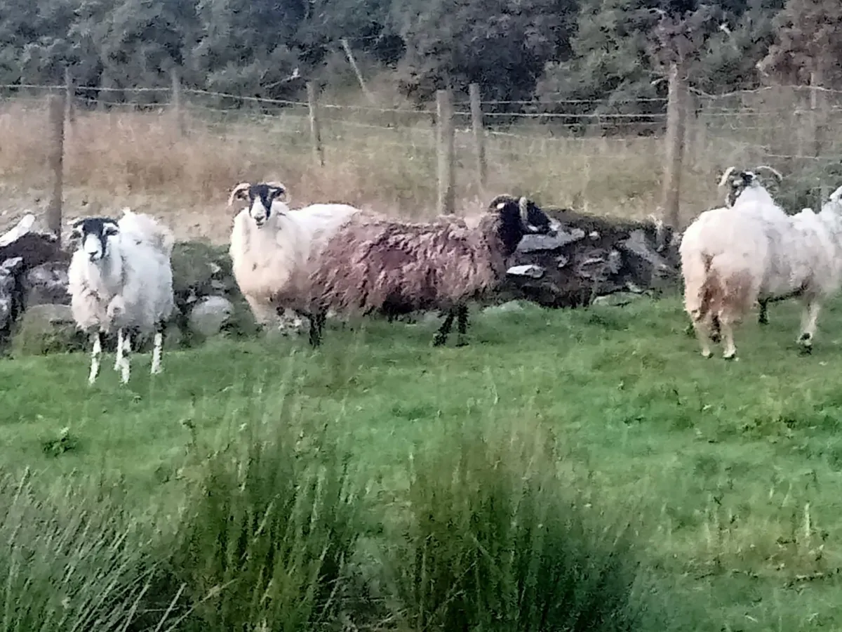 Sheep - Image 2