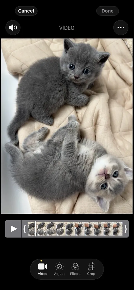 British shorthair - Image 1