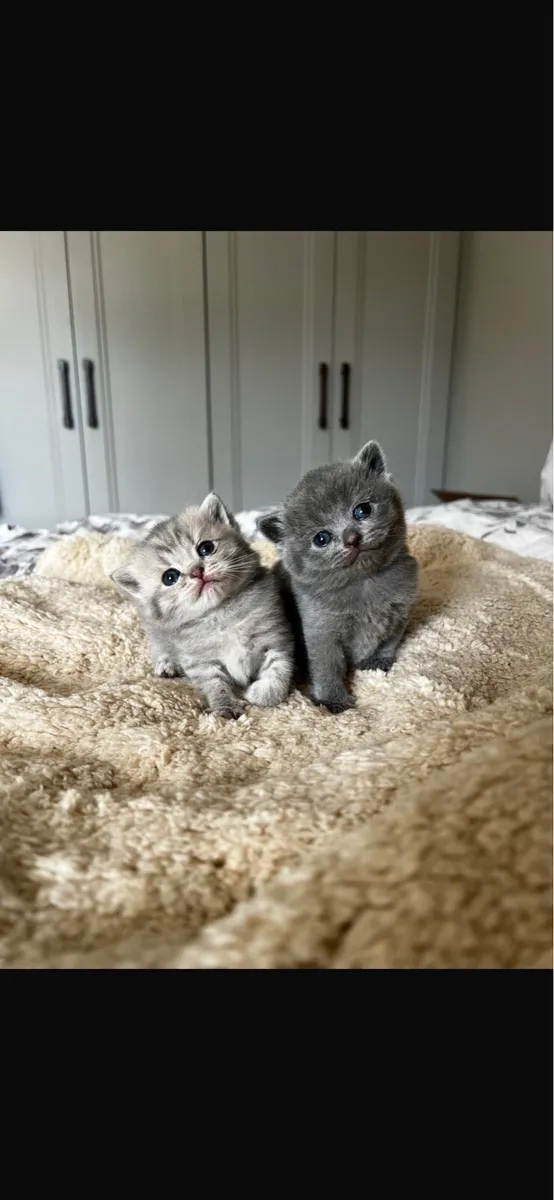 British shorthair - Image 2