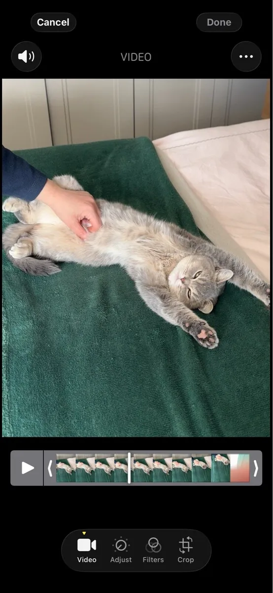 British shorthair - Image 3